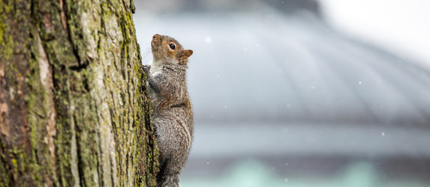 Squirrel climbing a tree on a winter's day