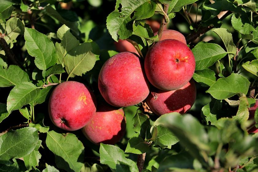 apple orchard