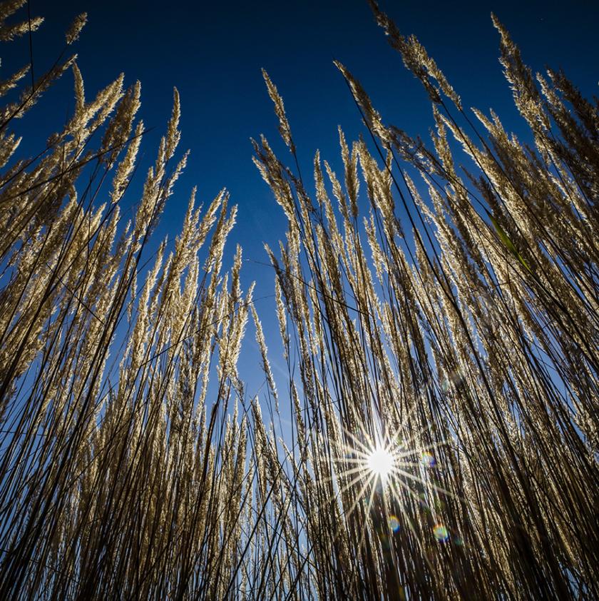 Sunburst seen through ornamental grass