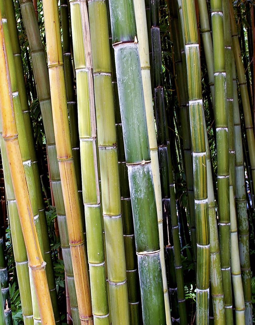 bamboo