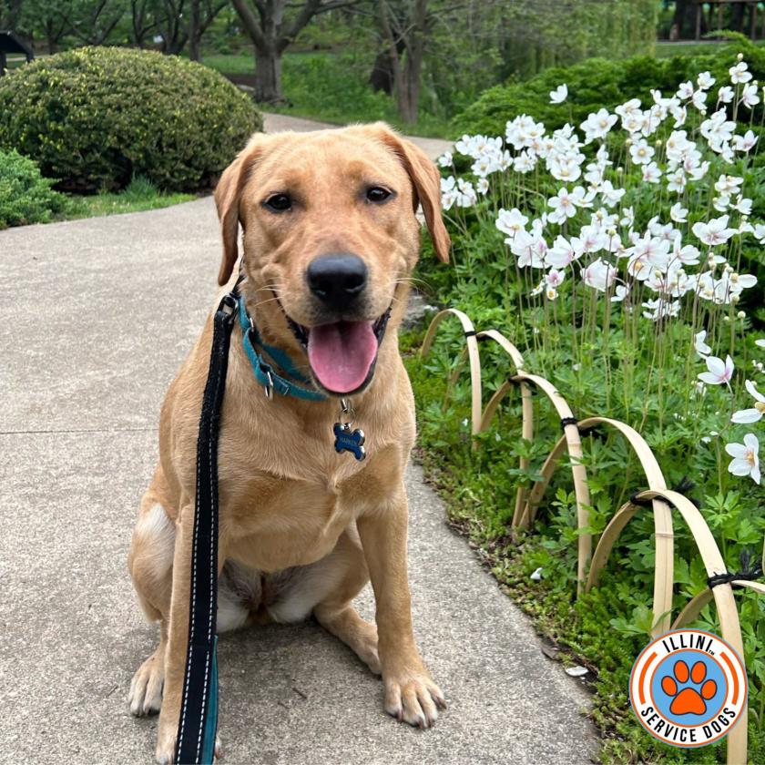 A smiling and happy Illini Service Dog out for a walk in the park.