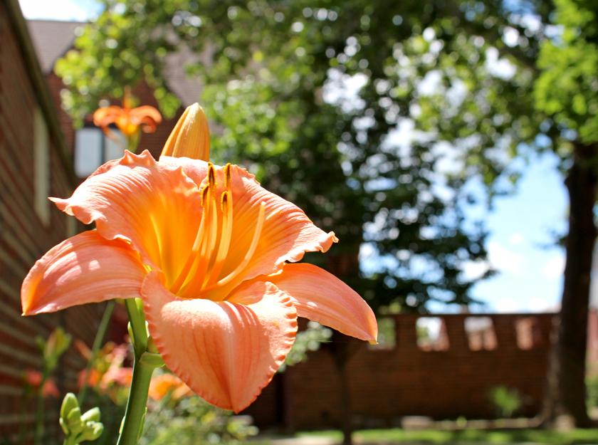 orange lilly in front of the iSchool Building