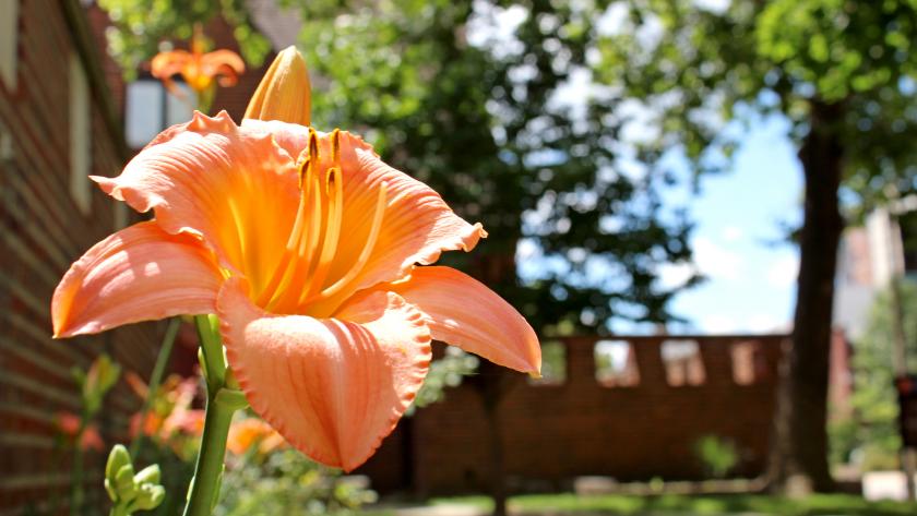 Image of orange flower near iSchool building