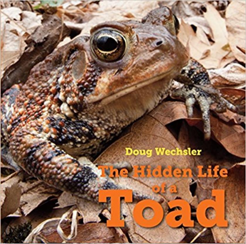 The Hidden Life of a Toad